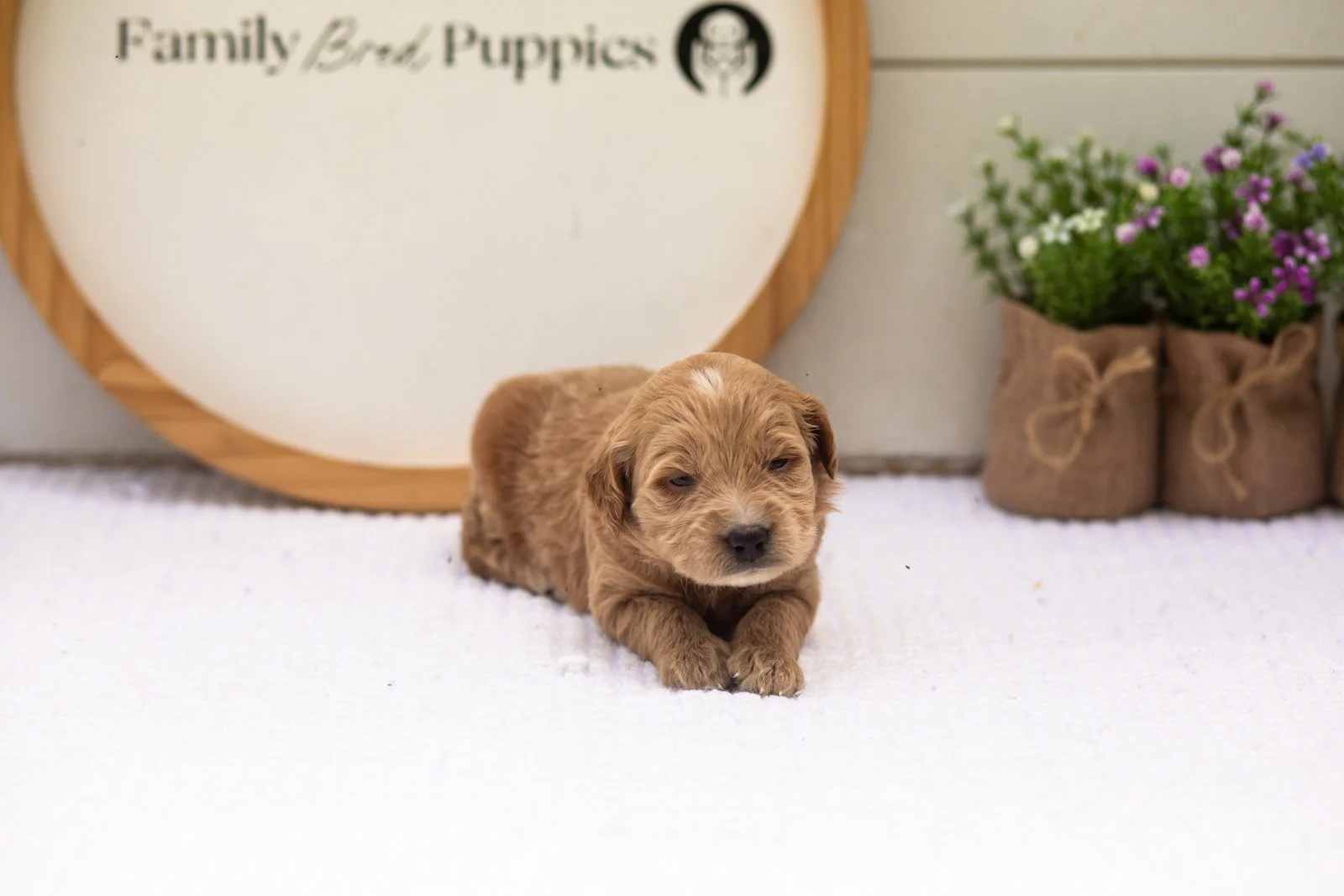 Hazel goldendoodle for sale(1).jpg