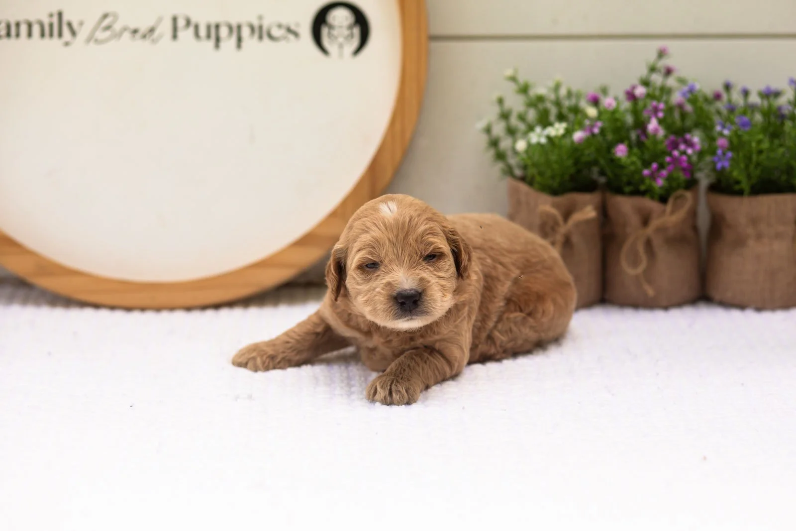 Hazel goldendoodle for sale(2).jpg