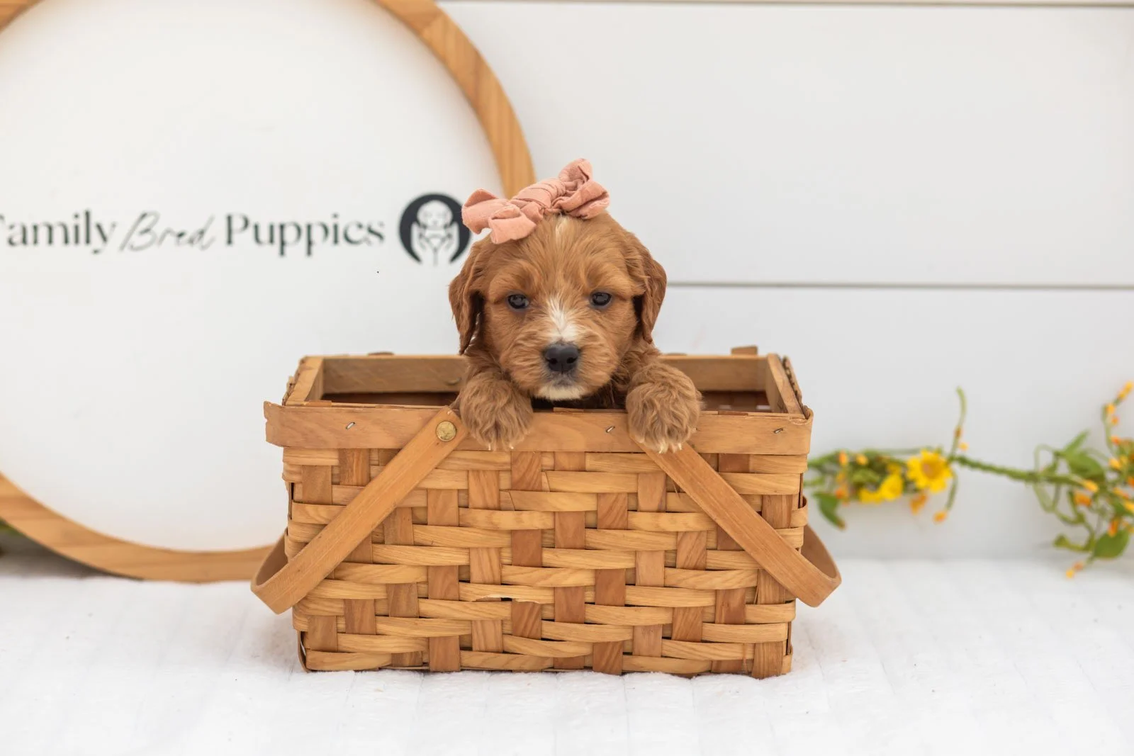 Holly goldendoodle for sale(4).jpg