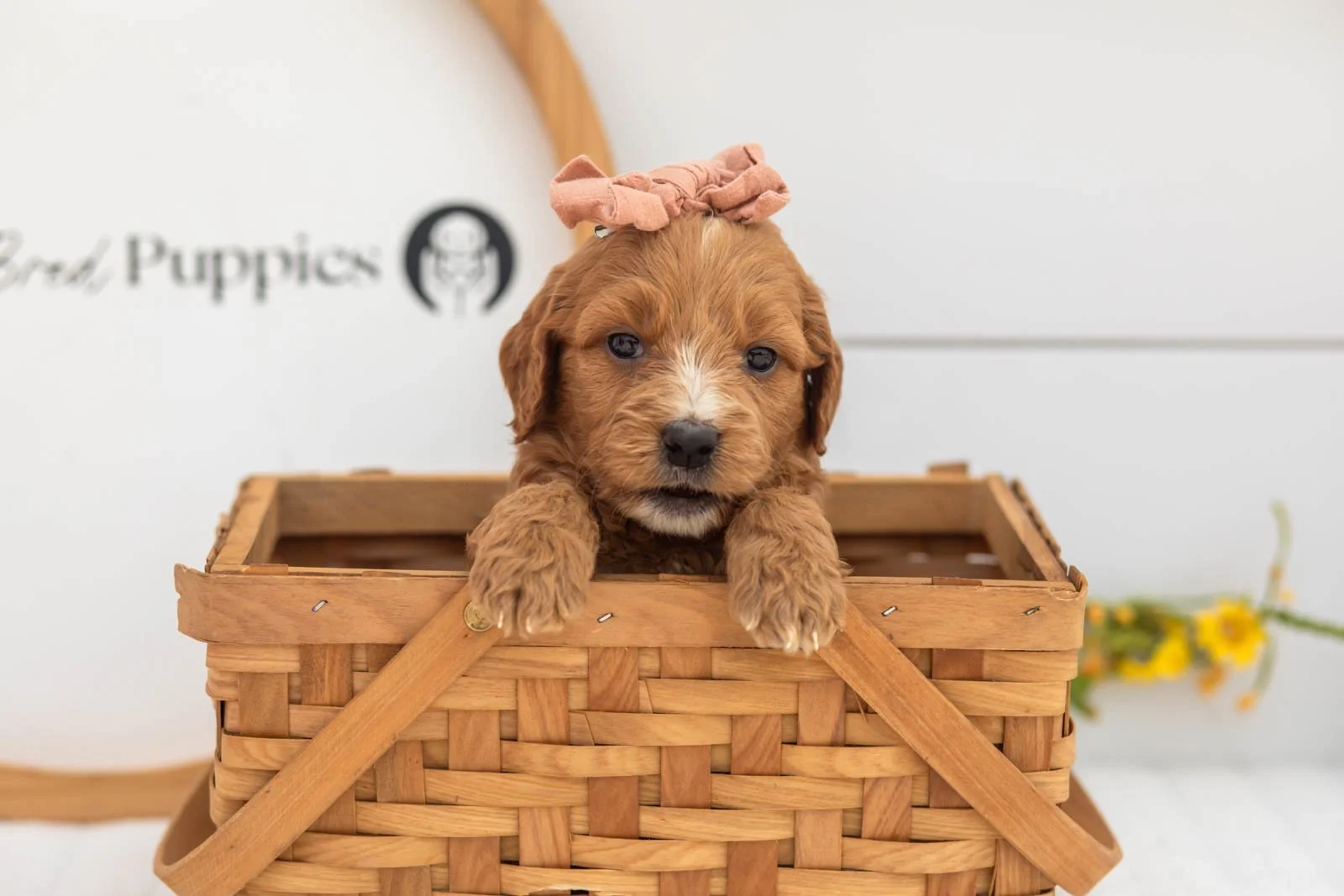 Holly goldendoodle for sale(3).jpg