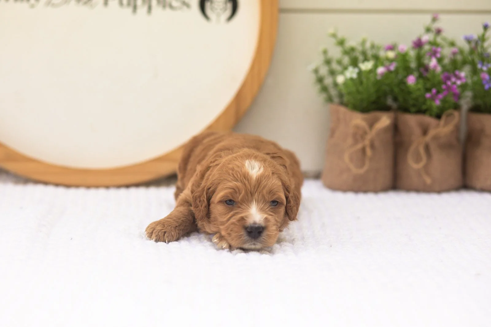 Holly goldendoodle for sale.jpg