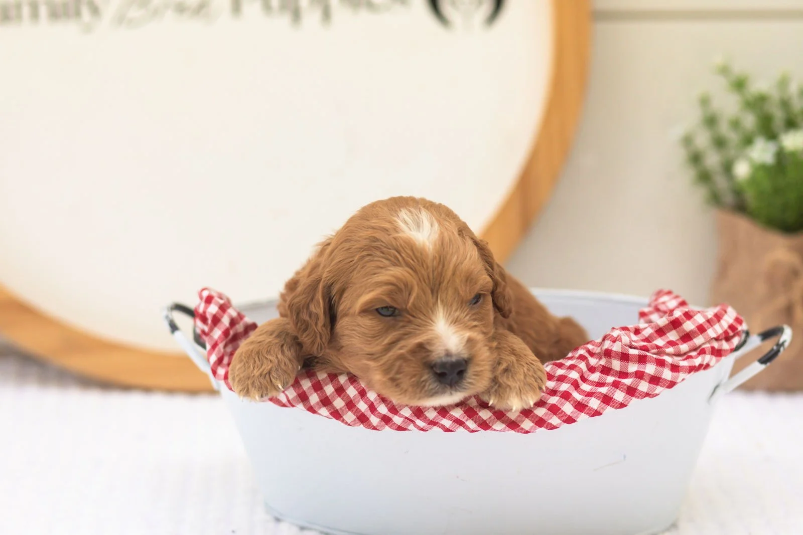 Holly goldendoodle for sale(4).jpg