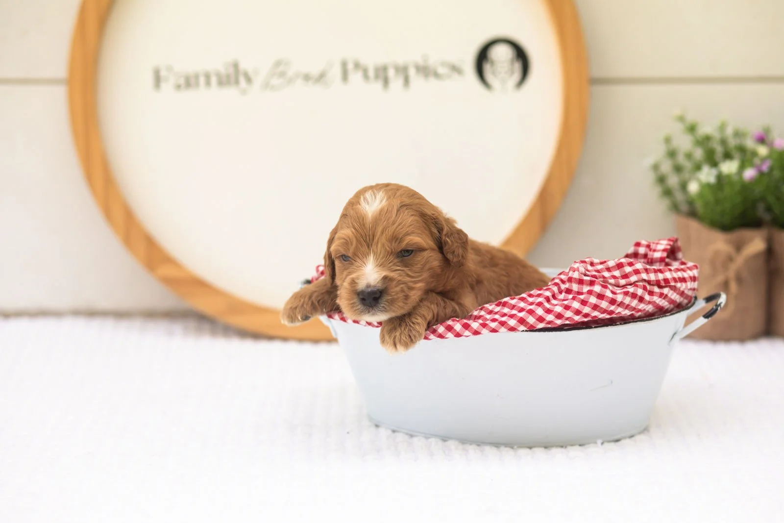 Holly goldendoodle for sale(3).jpg