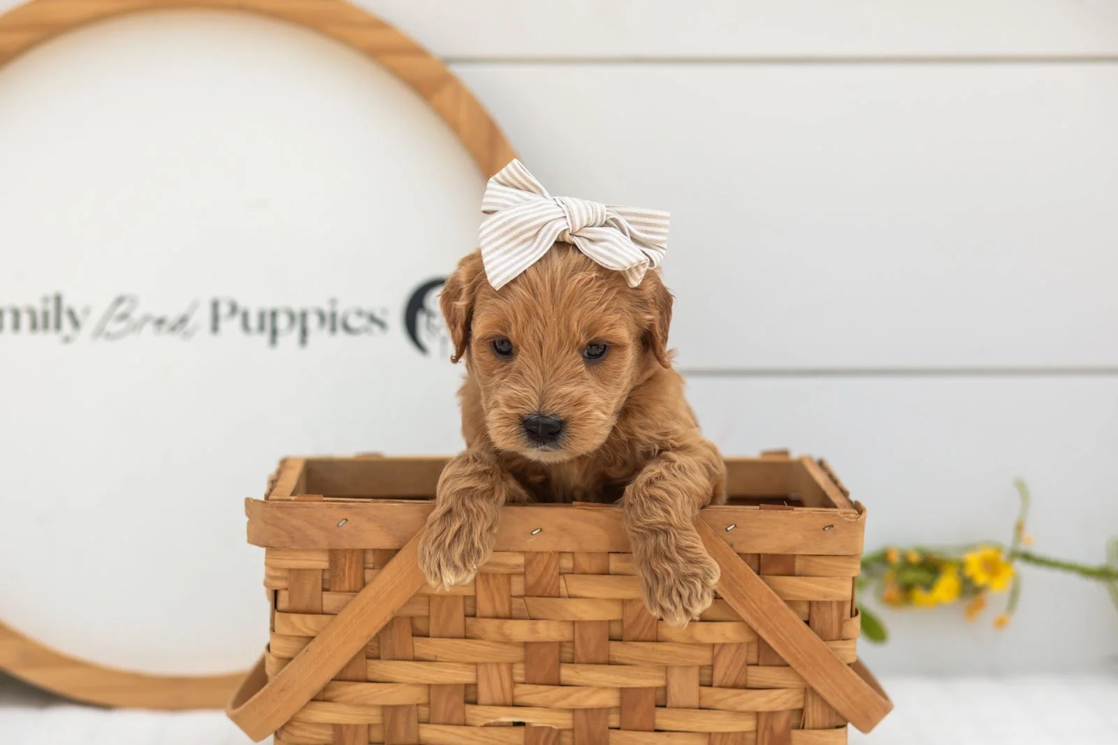 Willow goldendoodle for sale(1).jpg