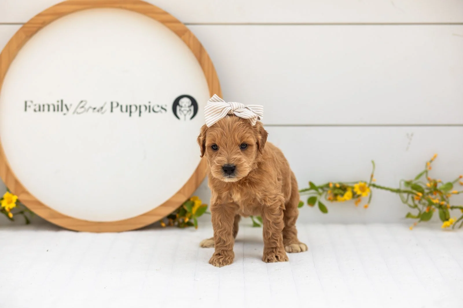 Willow goldendoodle for sale.jpg
