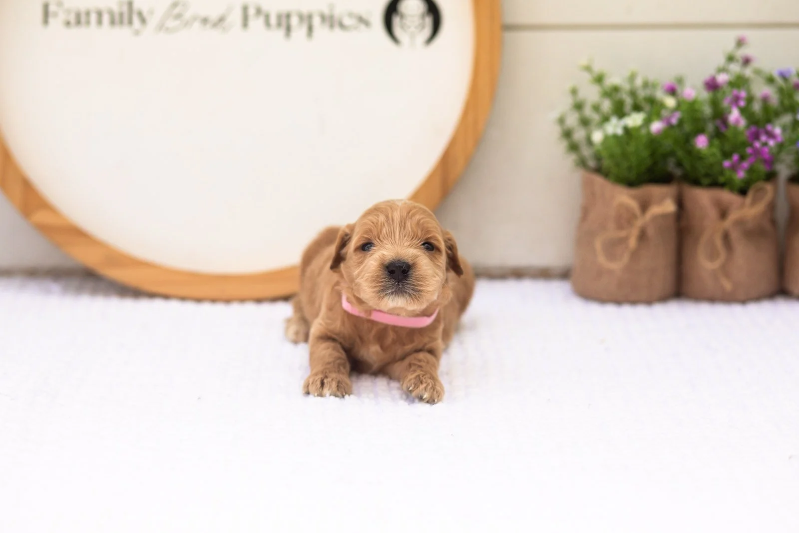 Willow goldendoodle for sale.jpg