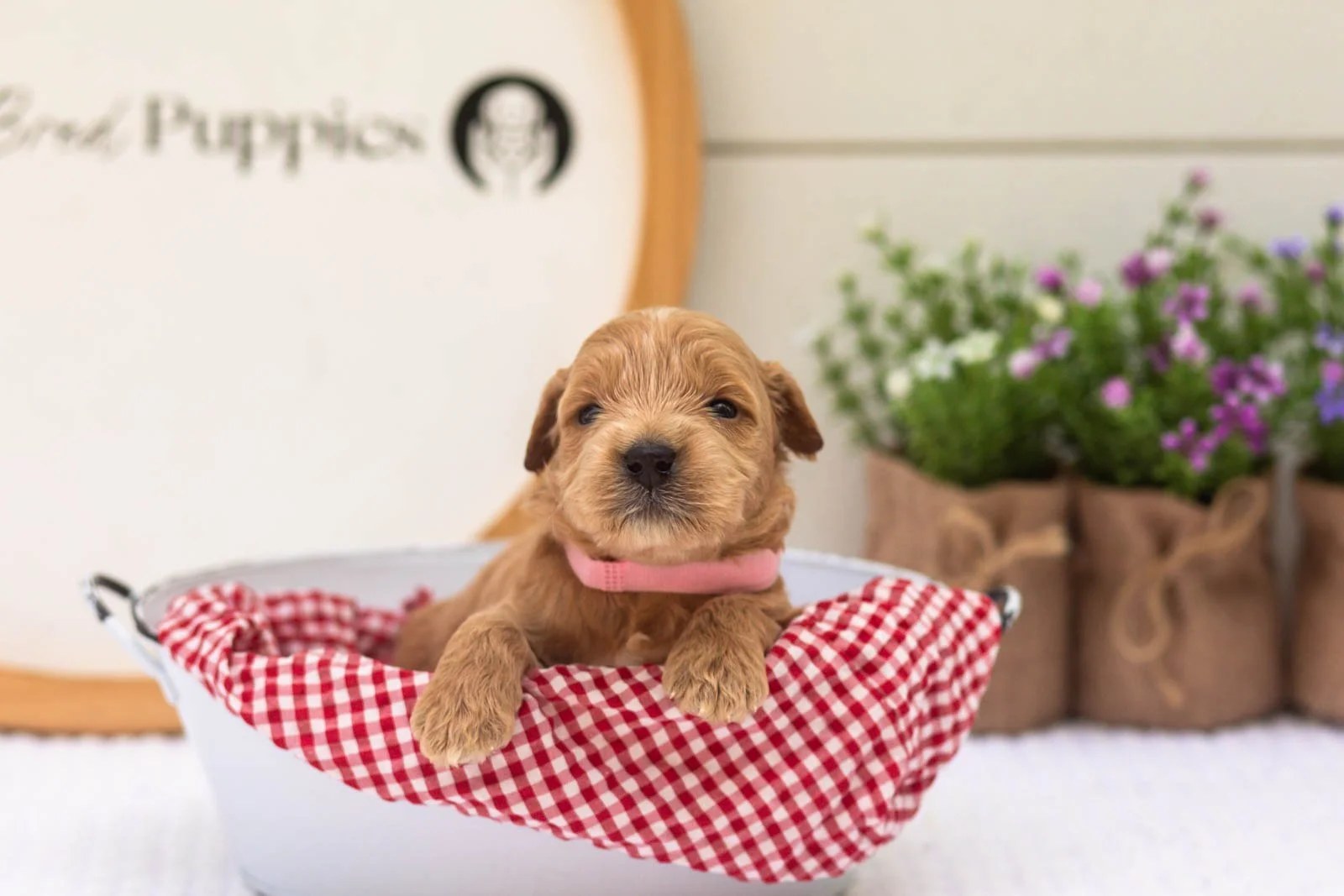 Willow goldendoodle for sale(4).jpg