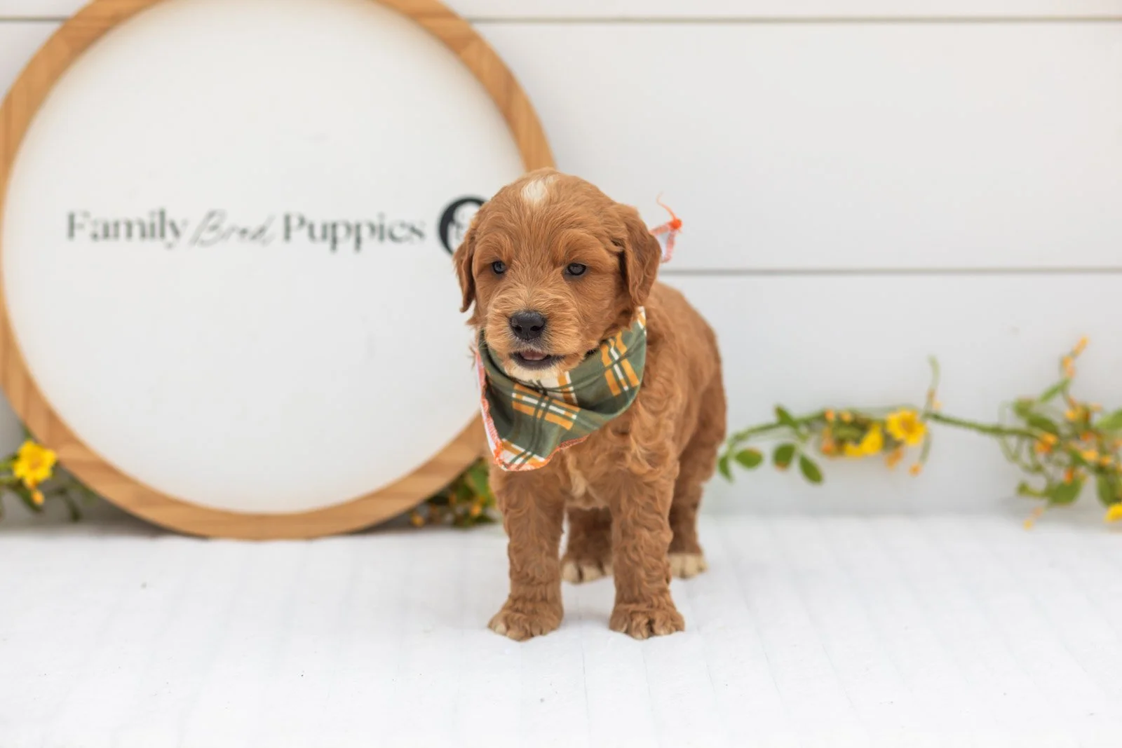 Aspen goldendoodle for sale.jpg