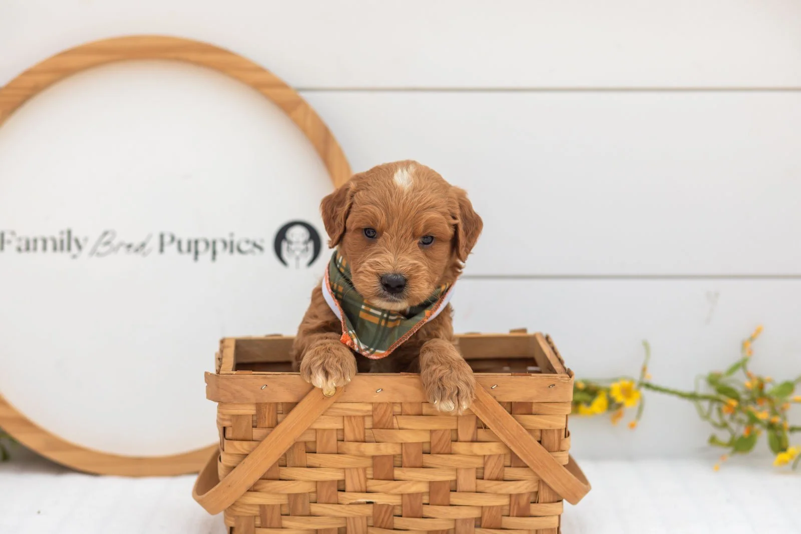 Aspen goldendoodle for sale(4).jpg