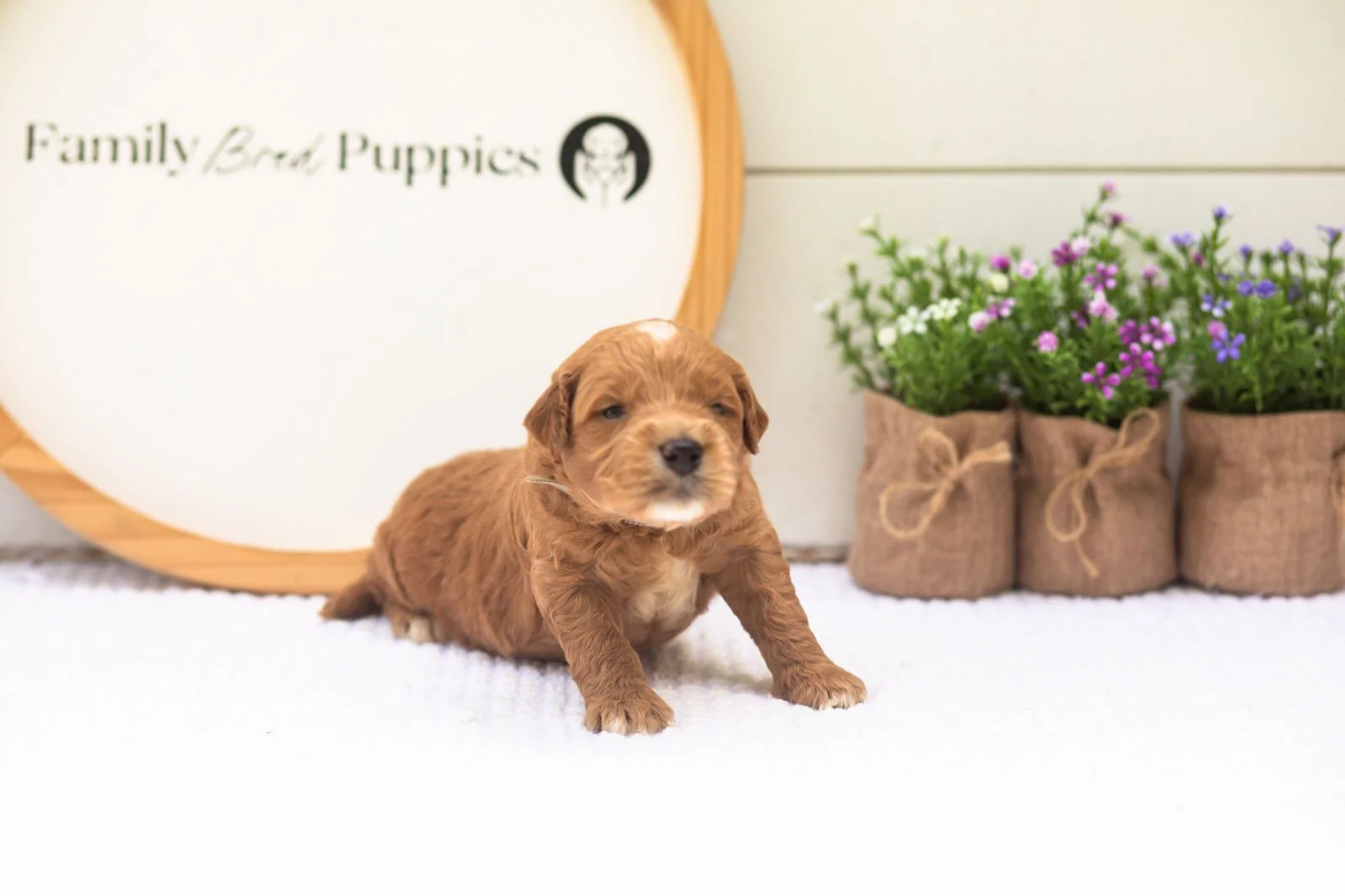Aspen goldendoodle for sale(1).jpg
