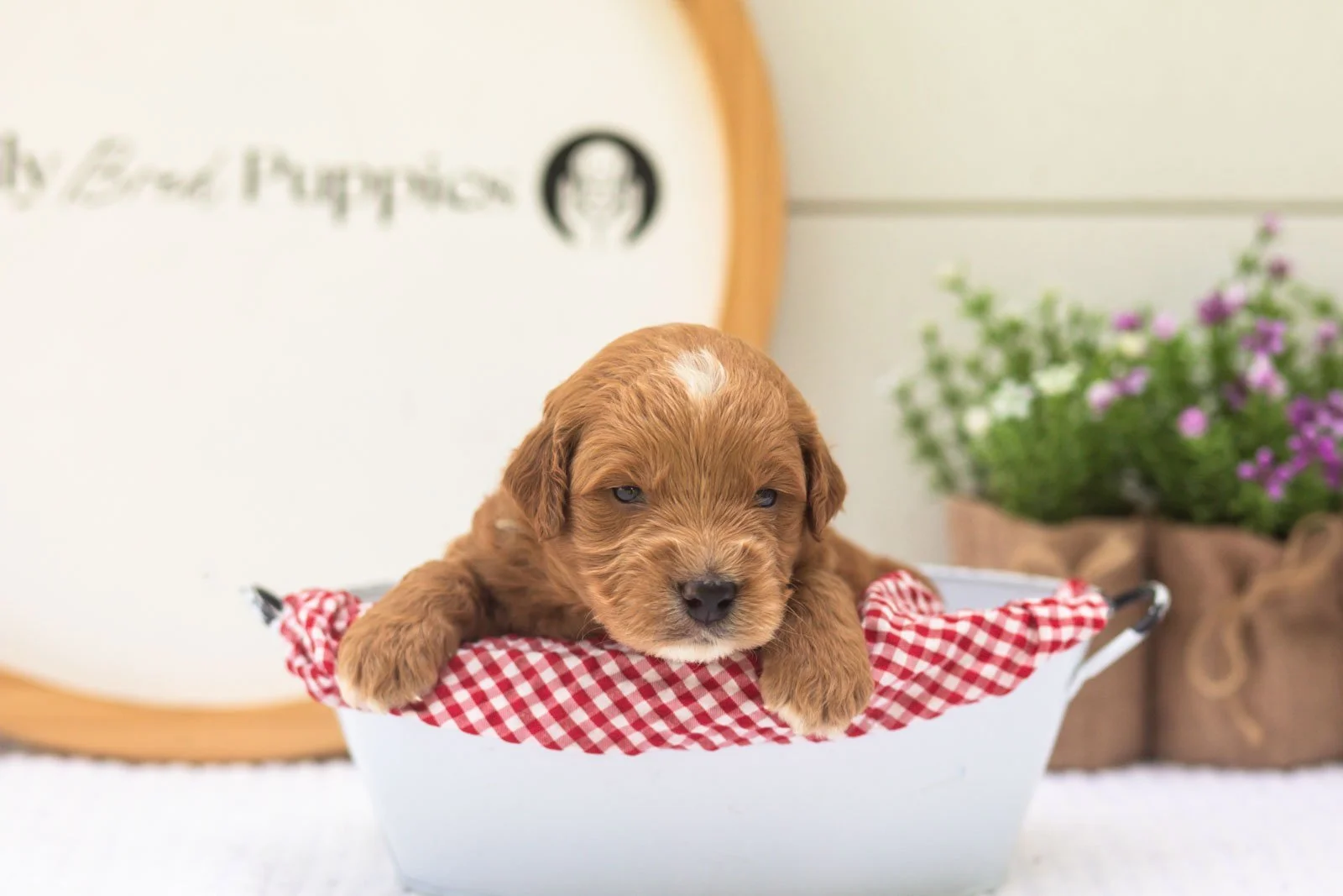Aspen goldendoodle for sale(3).jpg