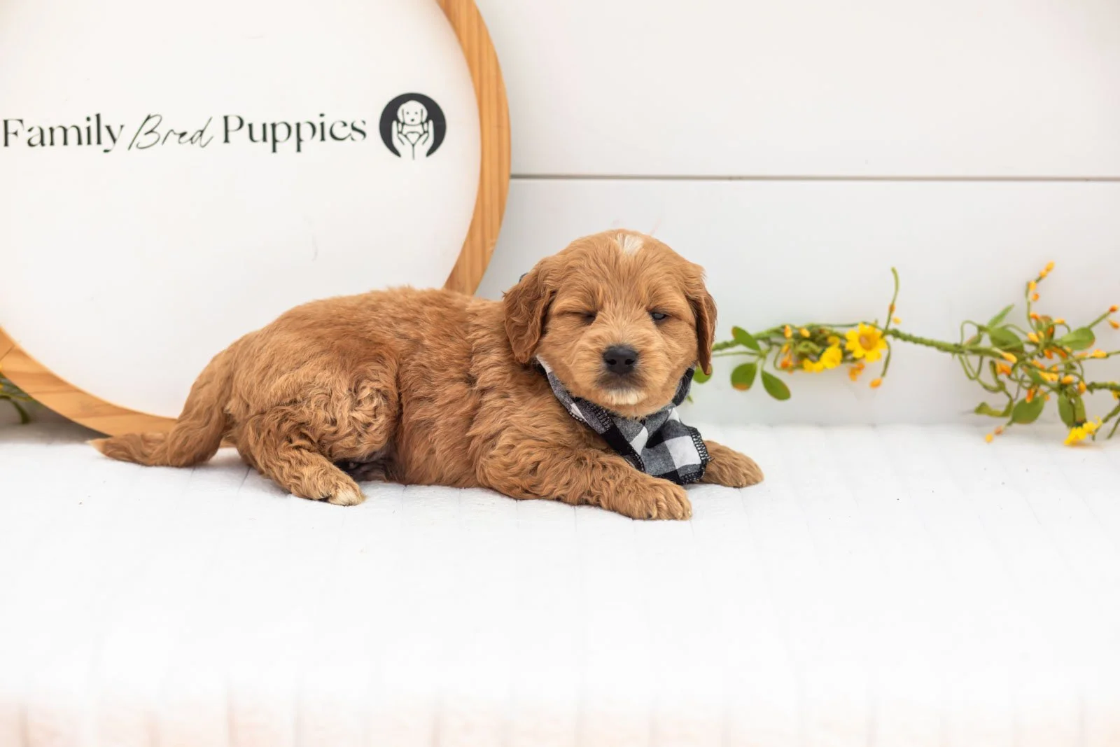 Barley goldendoodle for sale.jpg