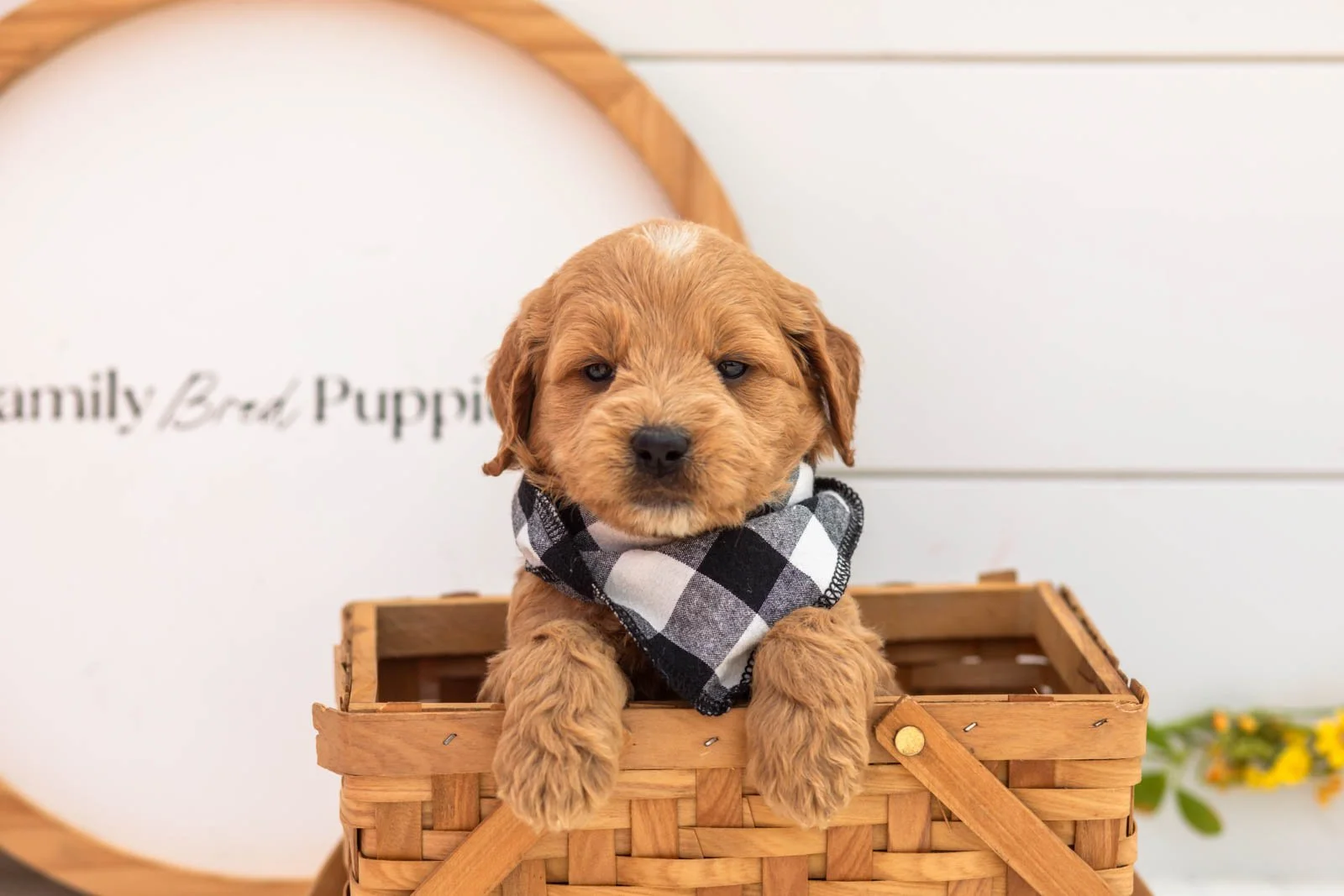 Barley goldendoodle for sale(4).jpg