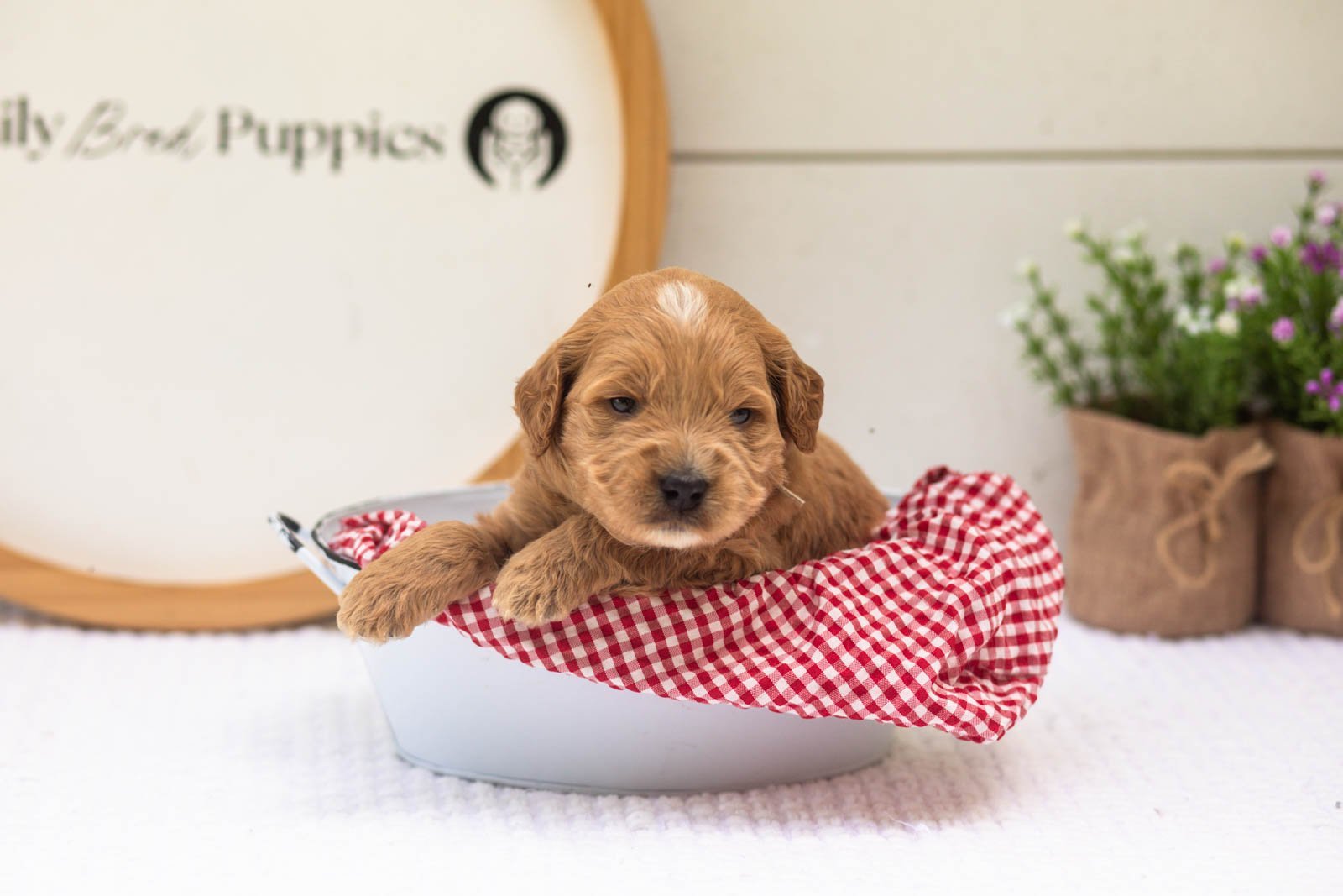 Barley goldendoodle for sale(2).jpg