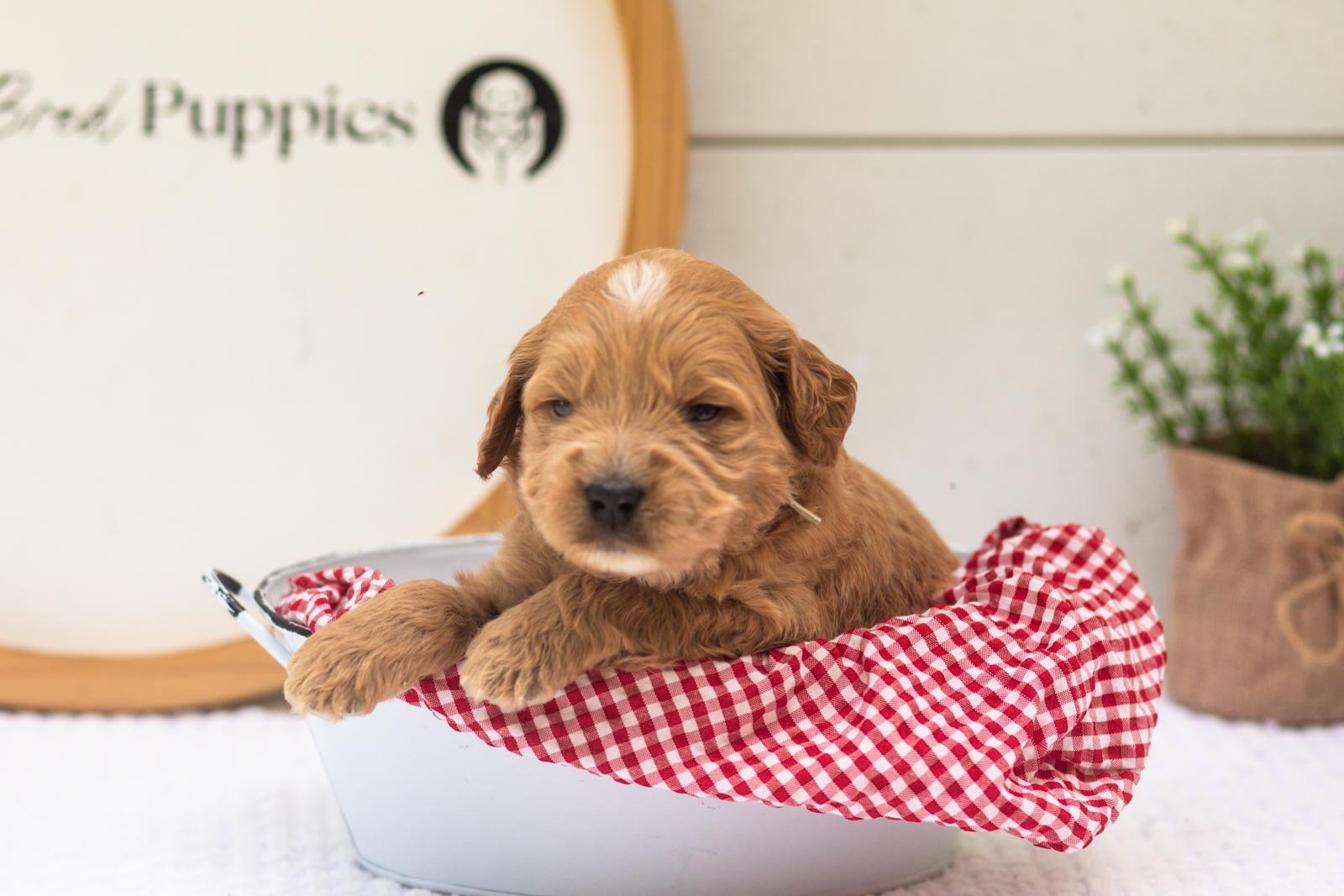 Barley goldendoodle for sale(3).jpg