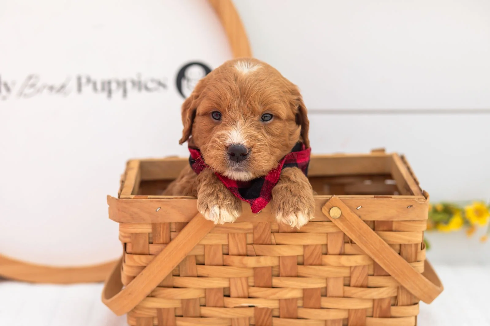 Hunter goldendoodle for sale(3).jpg
