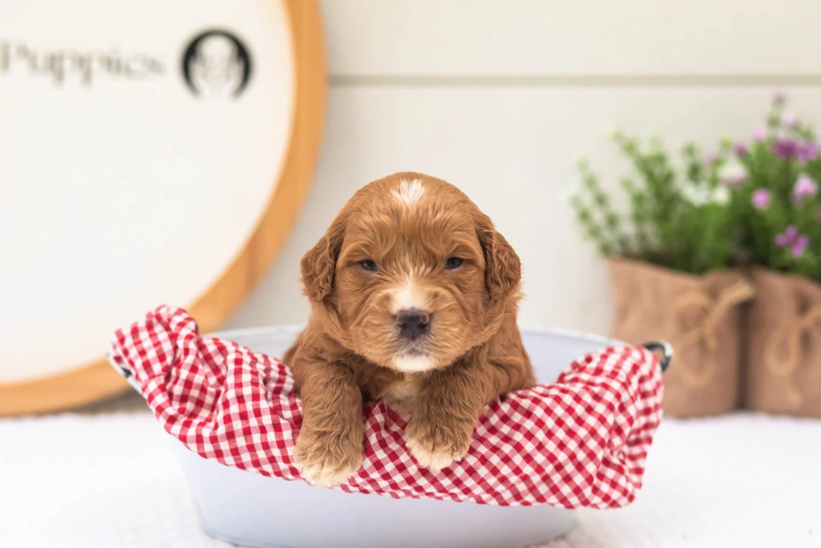 Hunter goldendoodle for sale(3).jpg