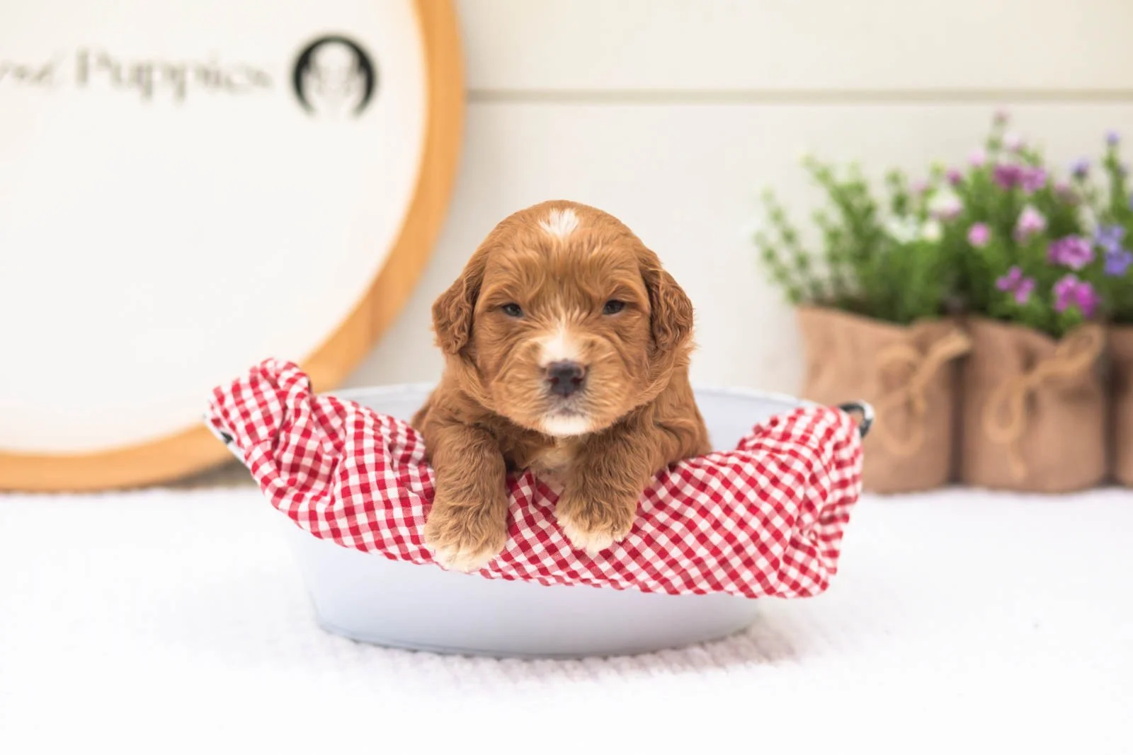 Hunter goldendoodle for sale(2).jpg