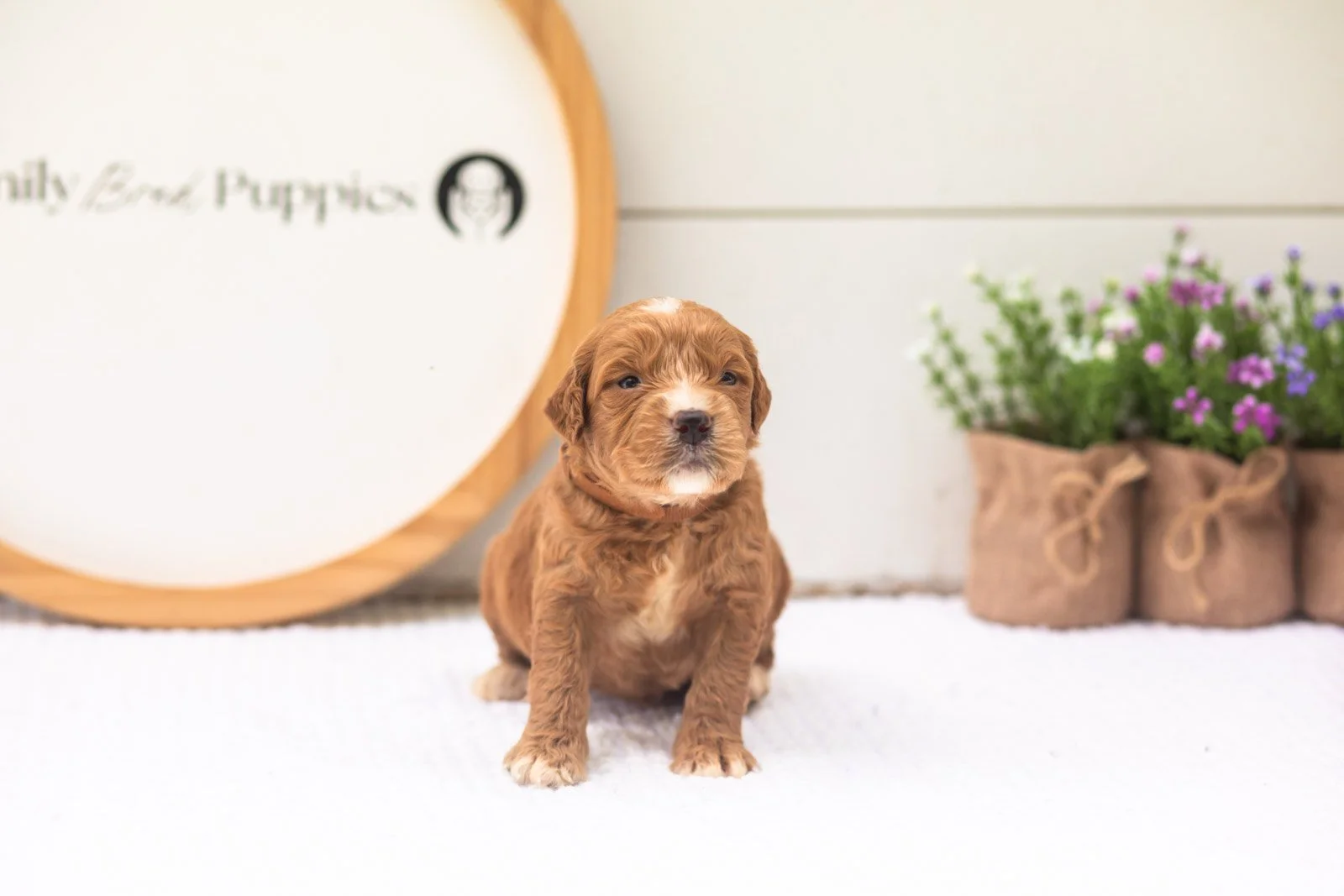 Hunter goldendoodle for sale(1).jpg
