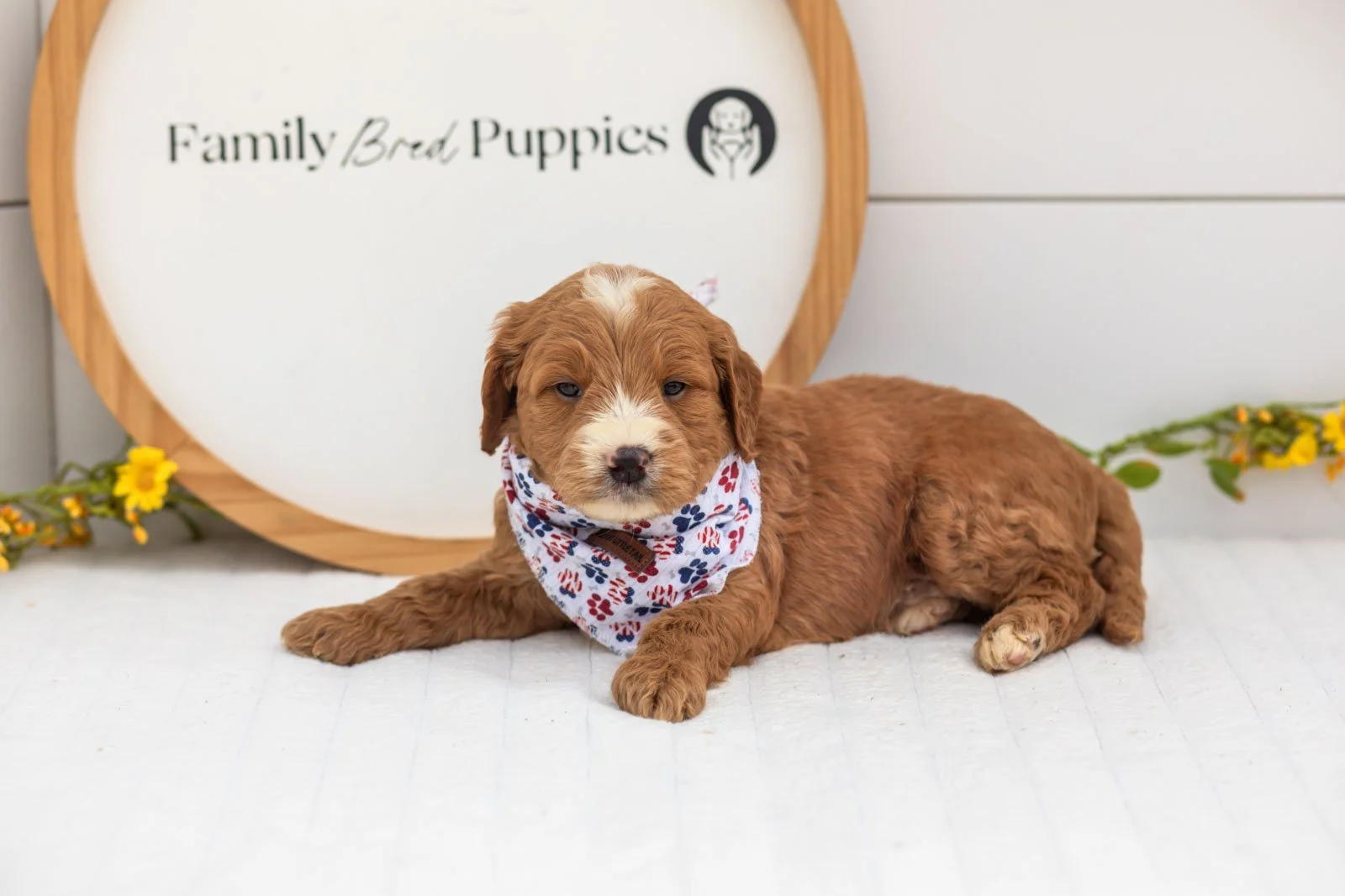 Maze goldendoodle for sale(1).jpg