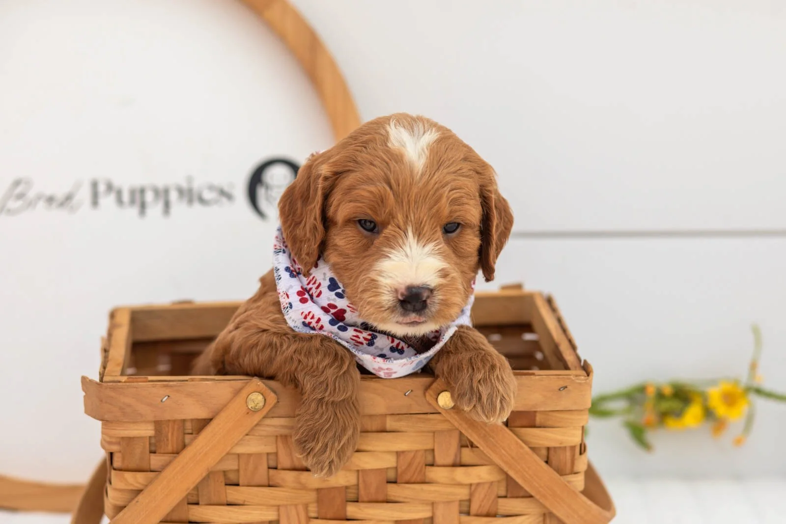 Maze goldendoodle for sale(3).jpg