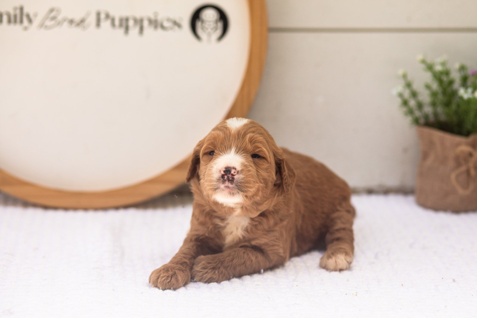 Maze goldendoodle for sale(1).jpg