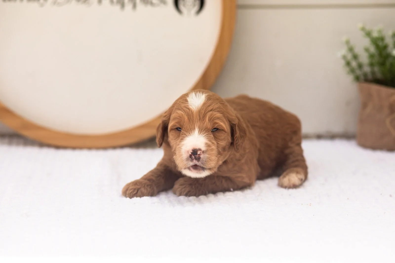 Maze goldendoodle for sale(2).jpg