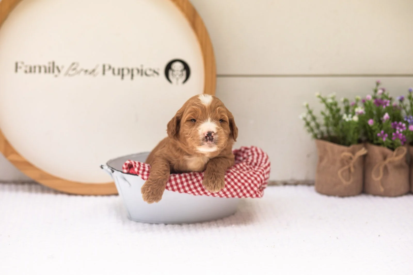 Maze goldendoodle for sale(4).jpg