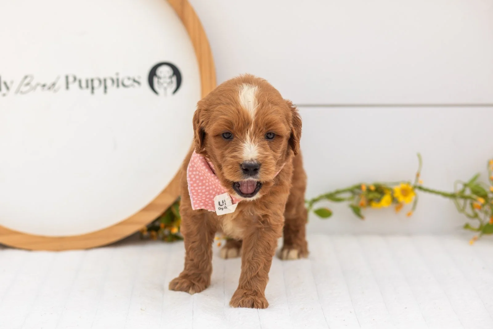Oakley goldendoodle for sale(1).jpg