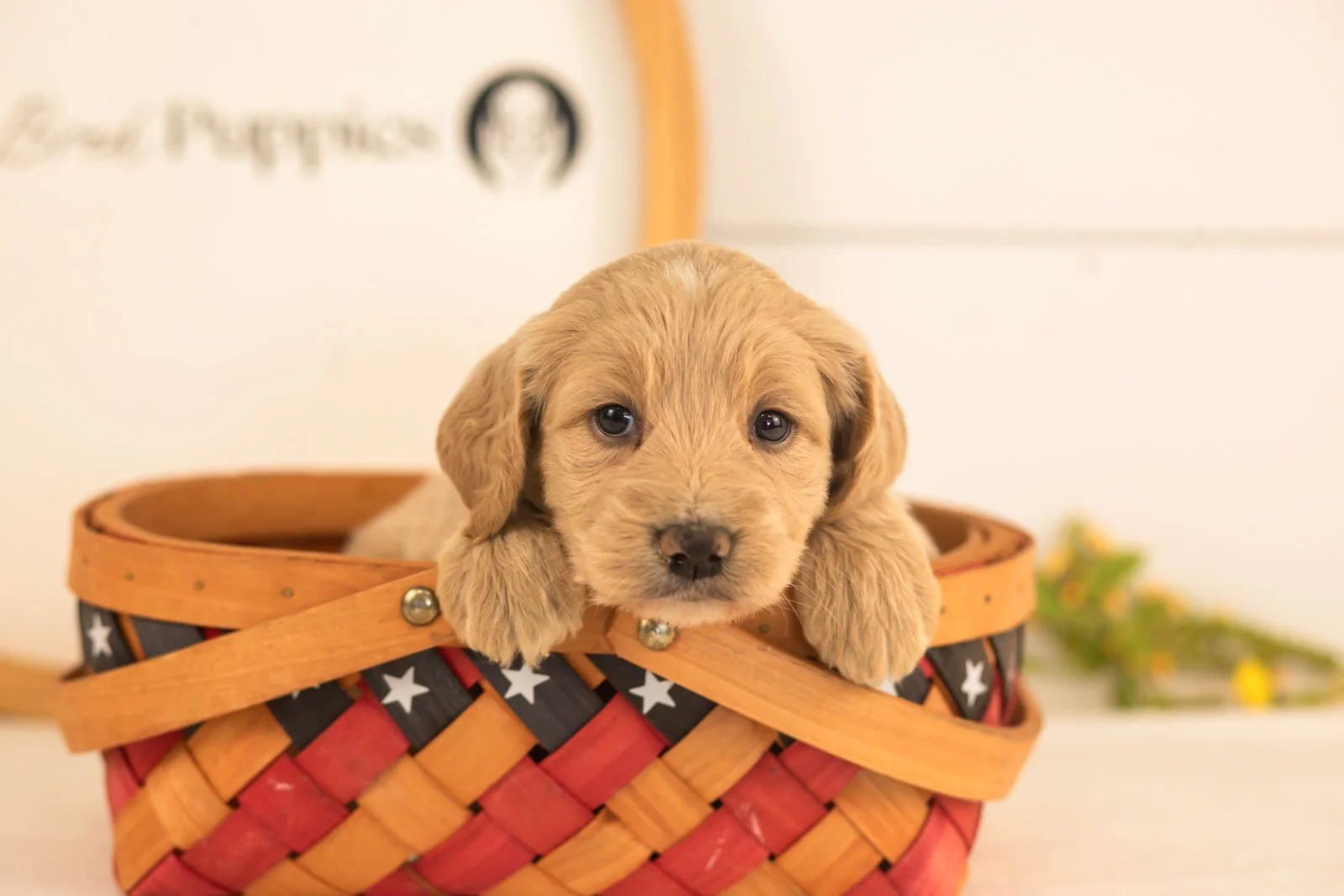 Donna goldendoodle for sale(2).jpg