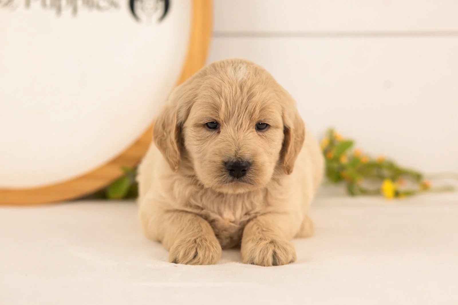 Chip goldendoodle for sale.jpg