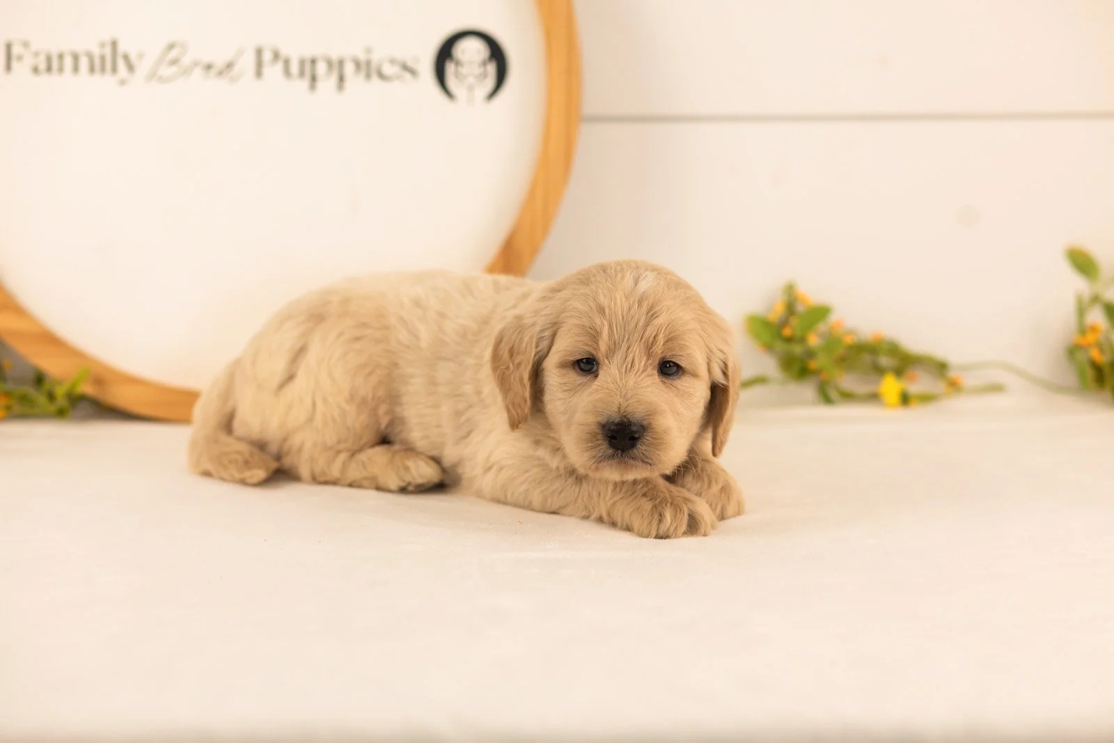 Chip goldendoodle for sale(1).jpg