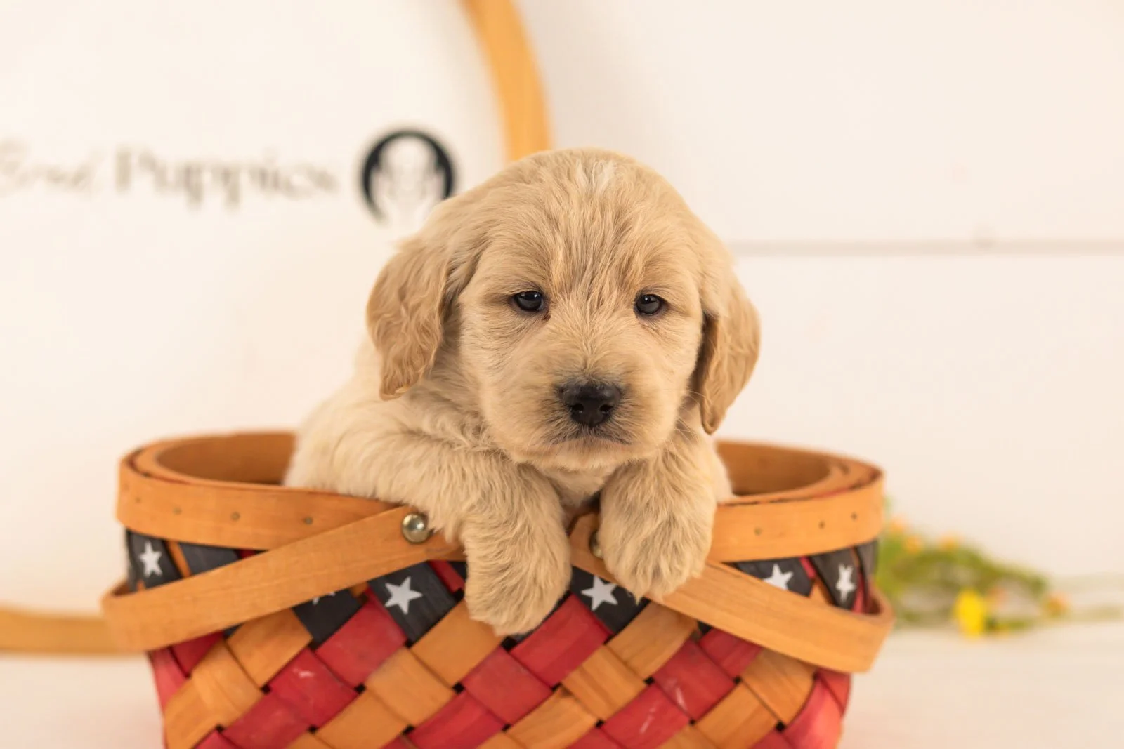 Chip goldendoodle for sale(4).jpg