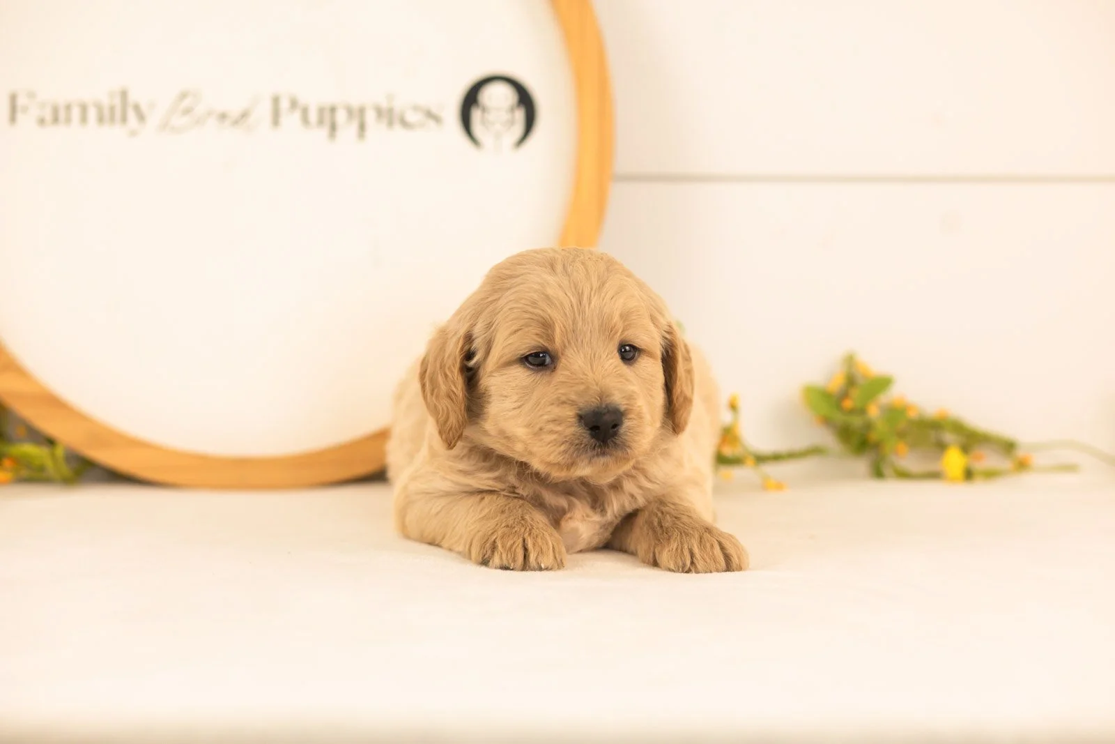 Jimmy goldendoodle for sale.jpg