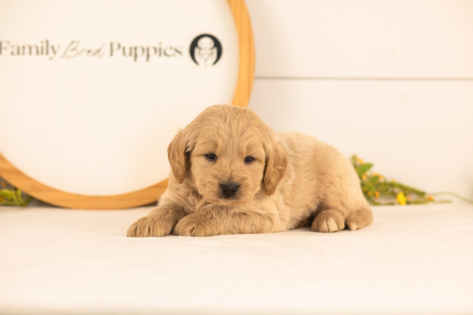 Jimmy goldendoodle for sale(1).jpg