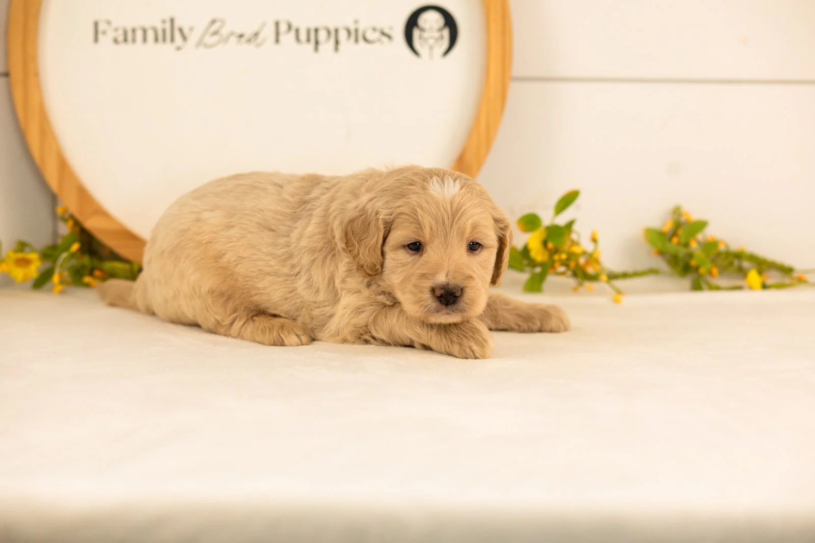 Larry goldendoodle for sale.jpg