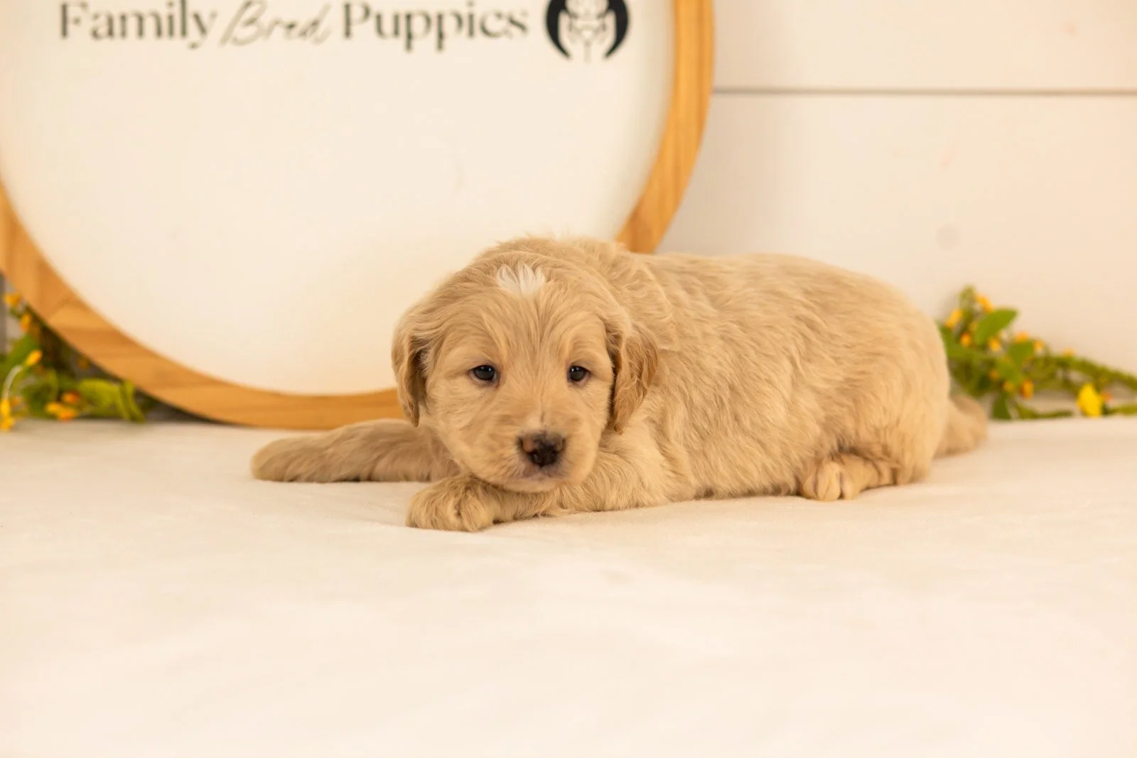 Larry goldendoodle for sale(3).jpg