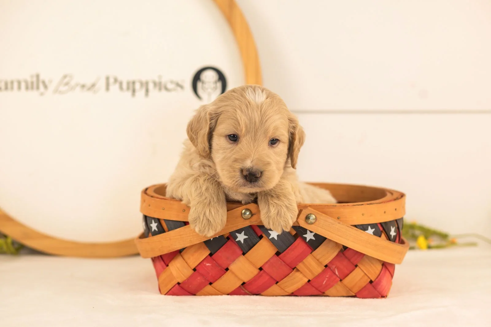 Larry goldendoodle for sale(4).jpg