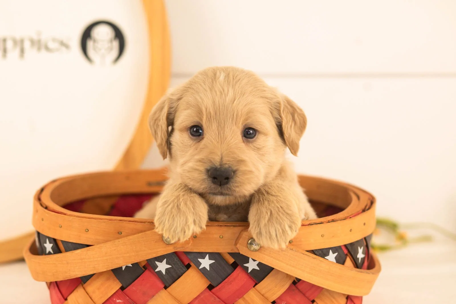 Nugget goldendoodle for sale(4).jpg