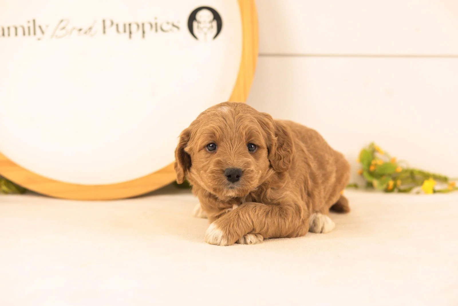 Odessa goldendoodle for sale(1).jpg