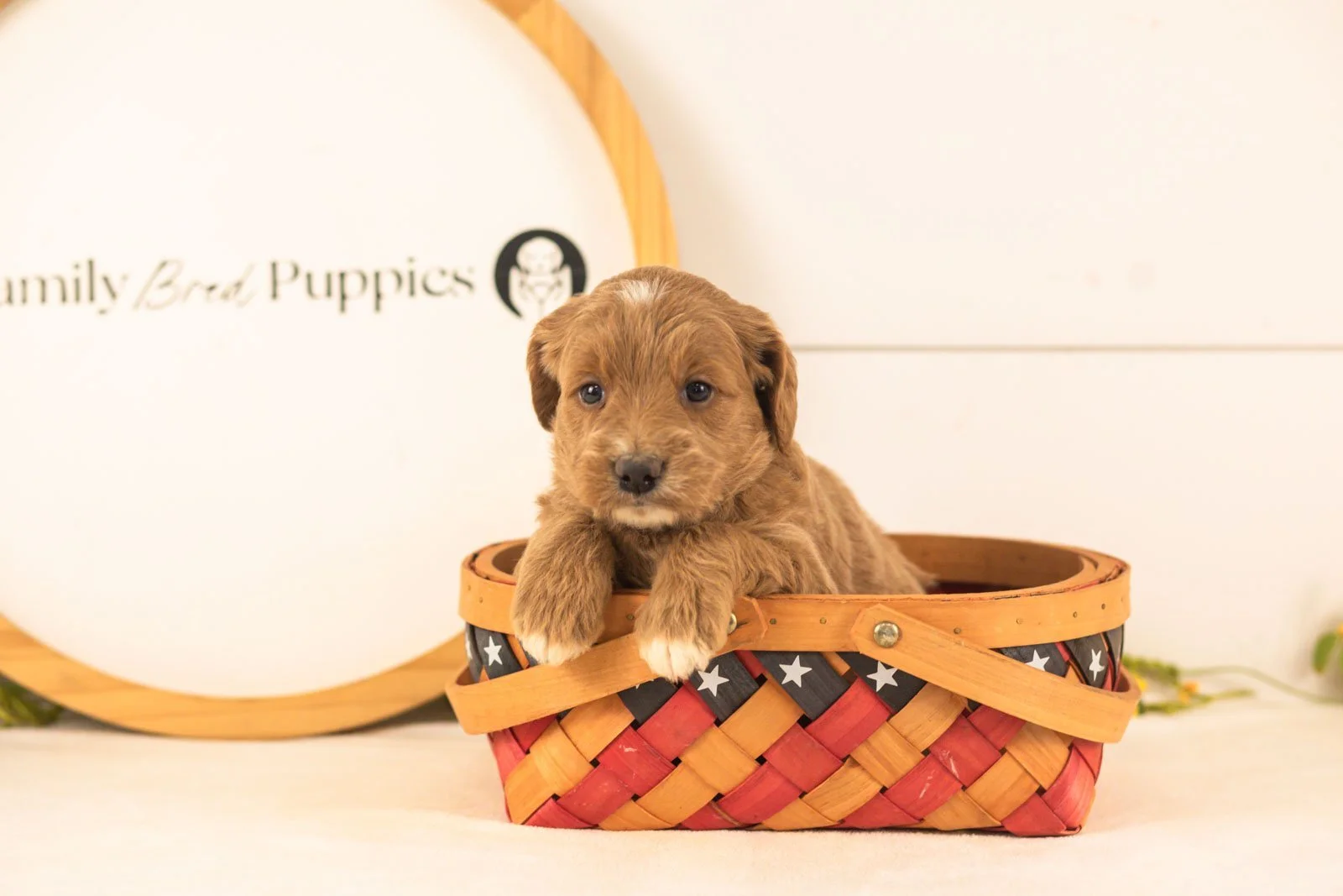 Ophelia goldendoodle for sale(2).jpg