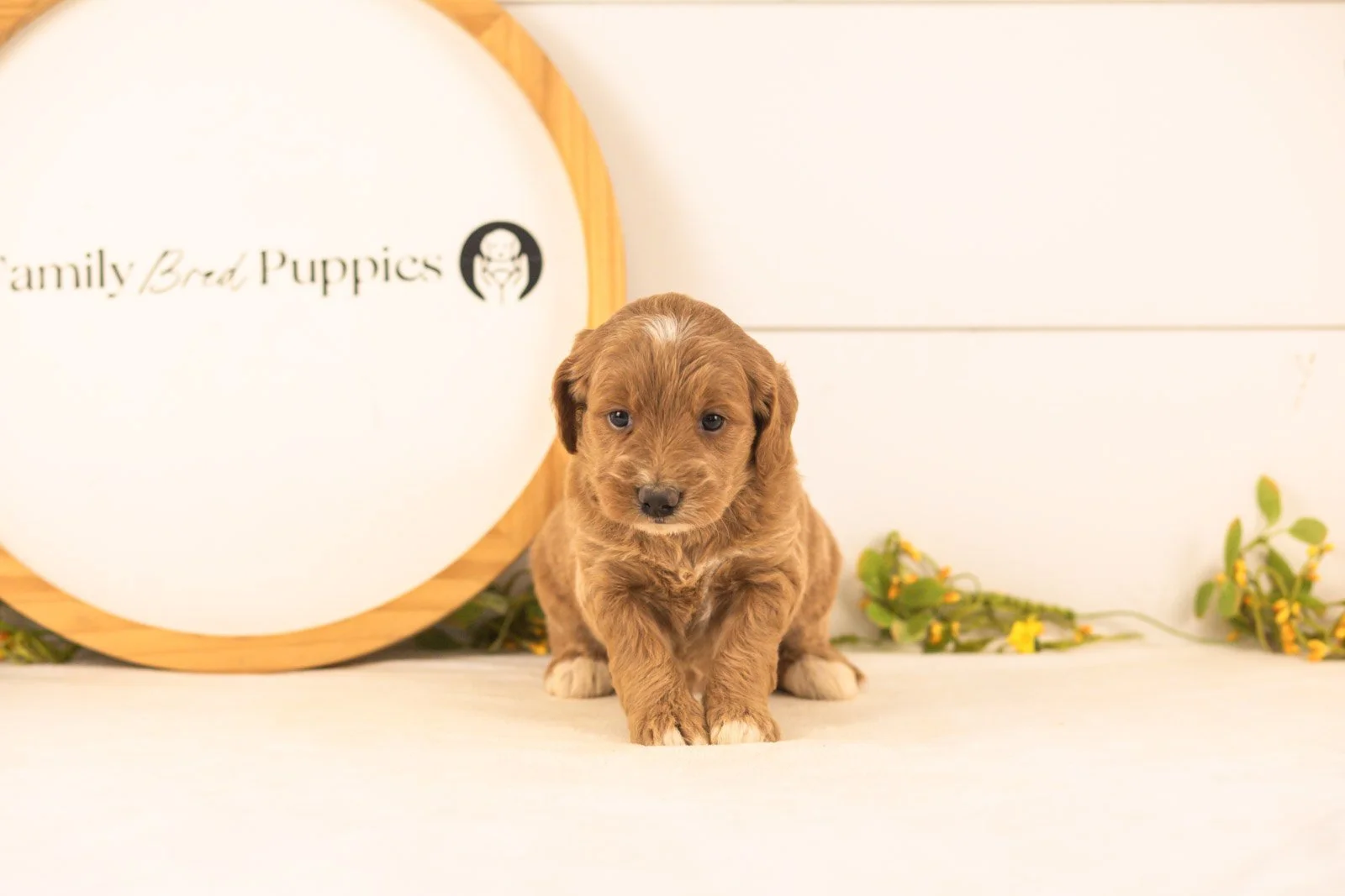 Ophelia goldendoodle for sale(4).jpg