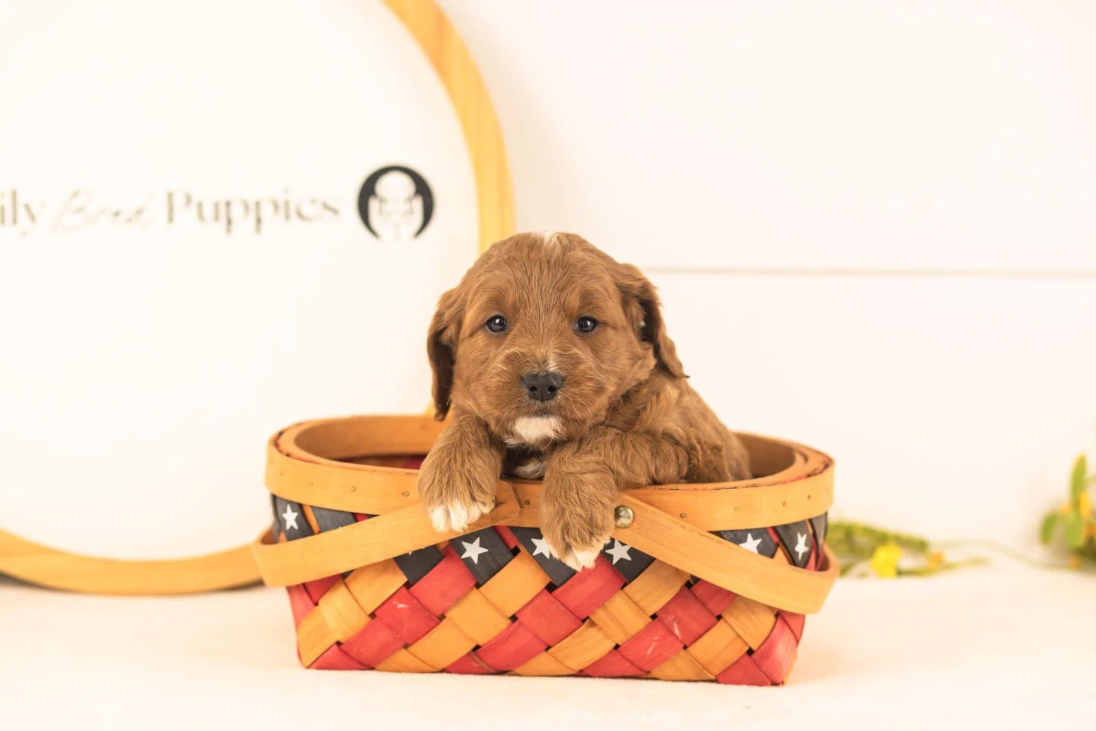 Oliver goldendoodle for sale(3).jpg