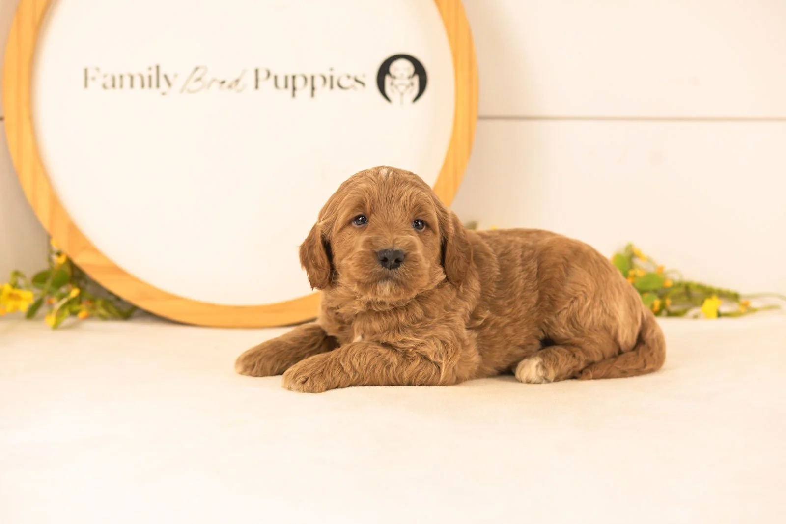 Oscar goldendoodle for sale(1).jpg