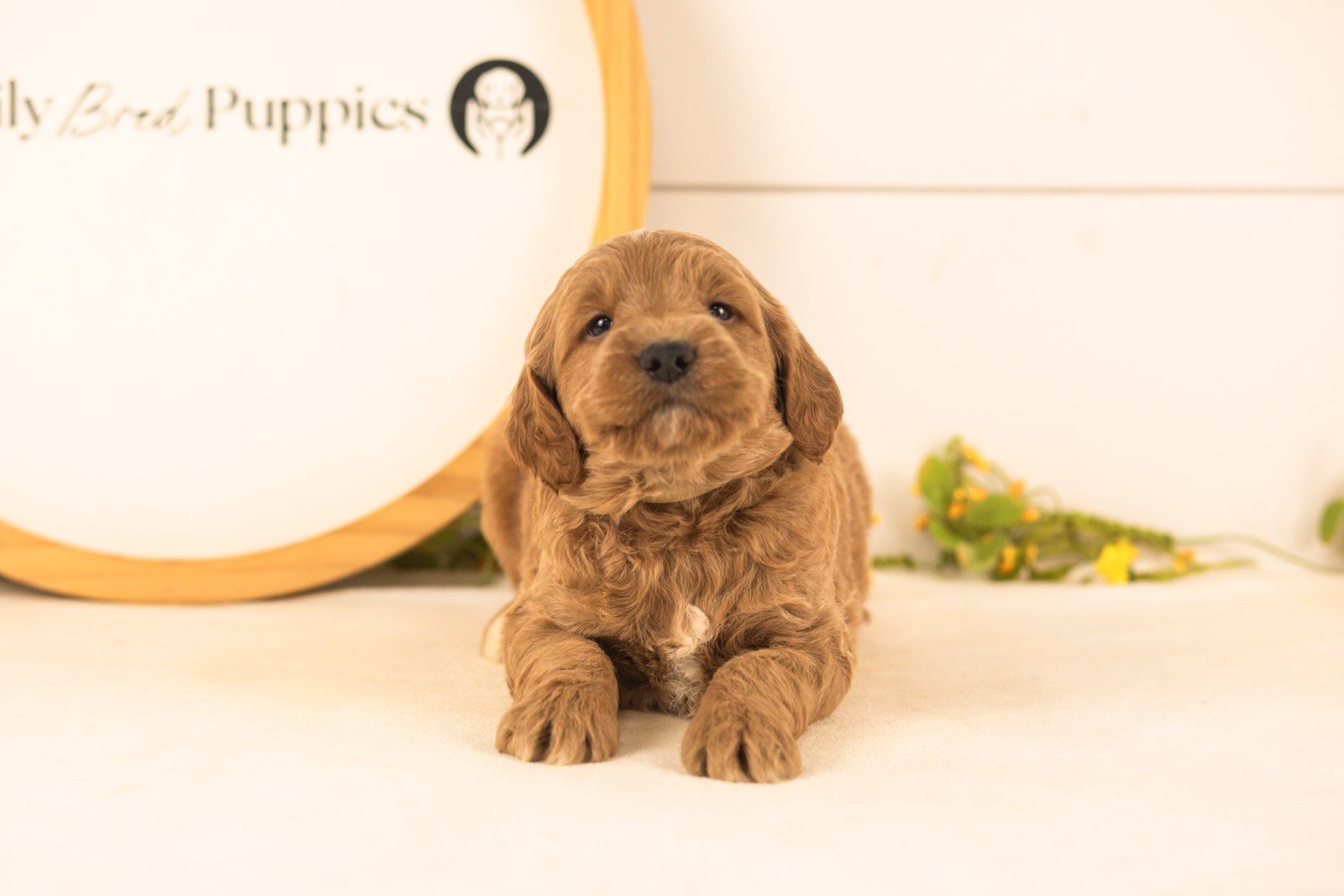 Oscar goldendoodle for sale(2).jpg