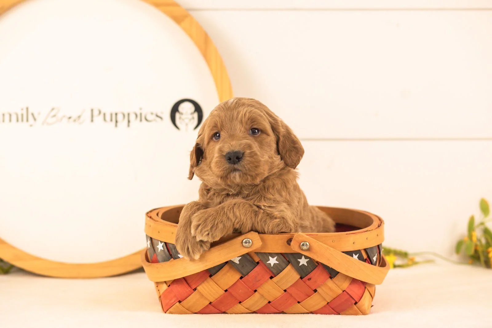Oscar goldendoodle for sale(4).jpg