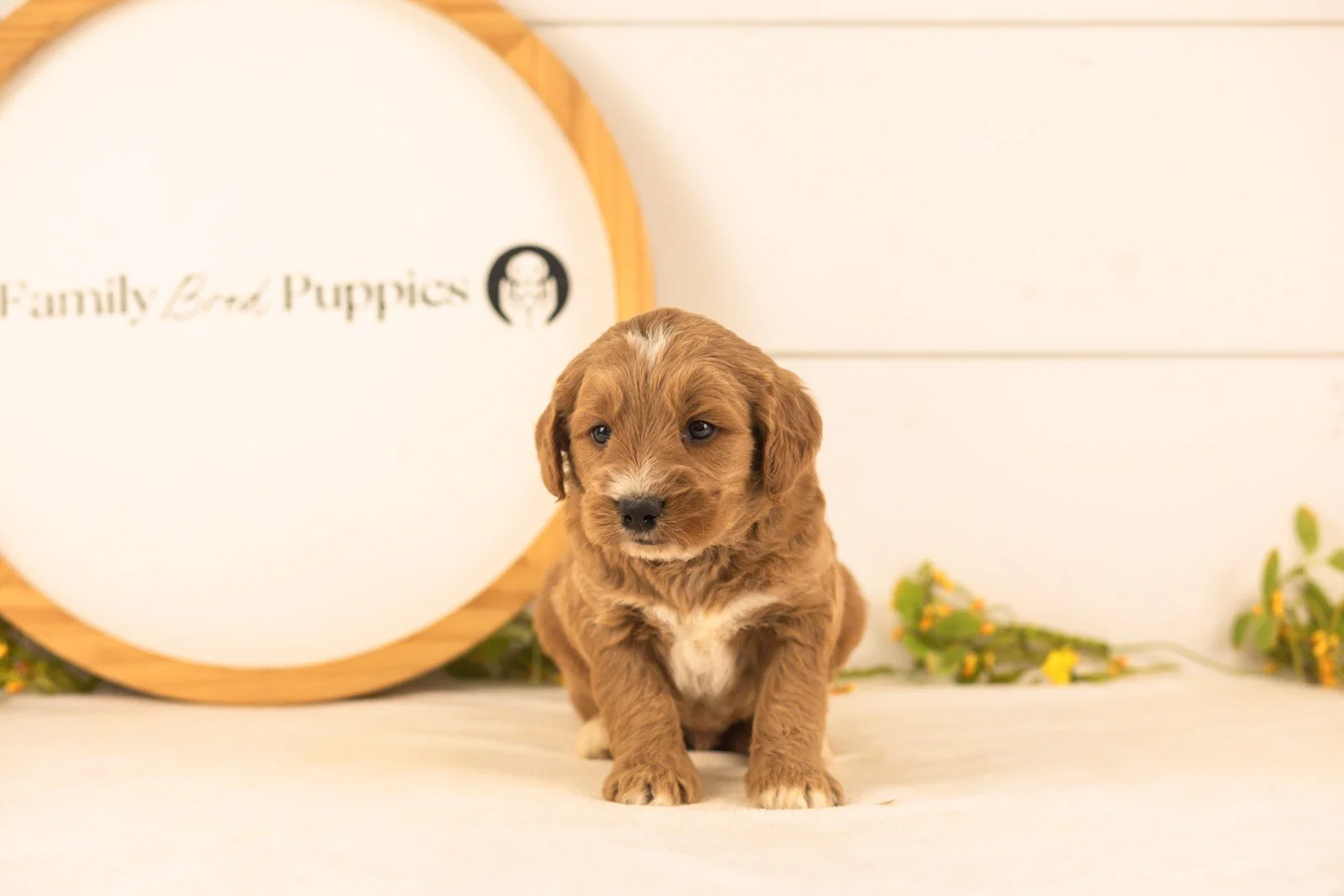 Otis goldendoodle for sale(2).jpg