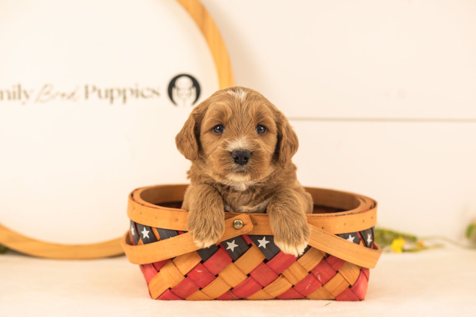 Otis goldendoodle for sale(3).jpg