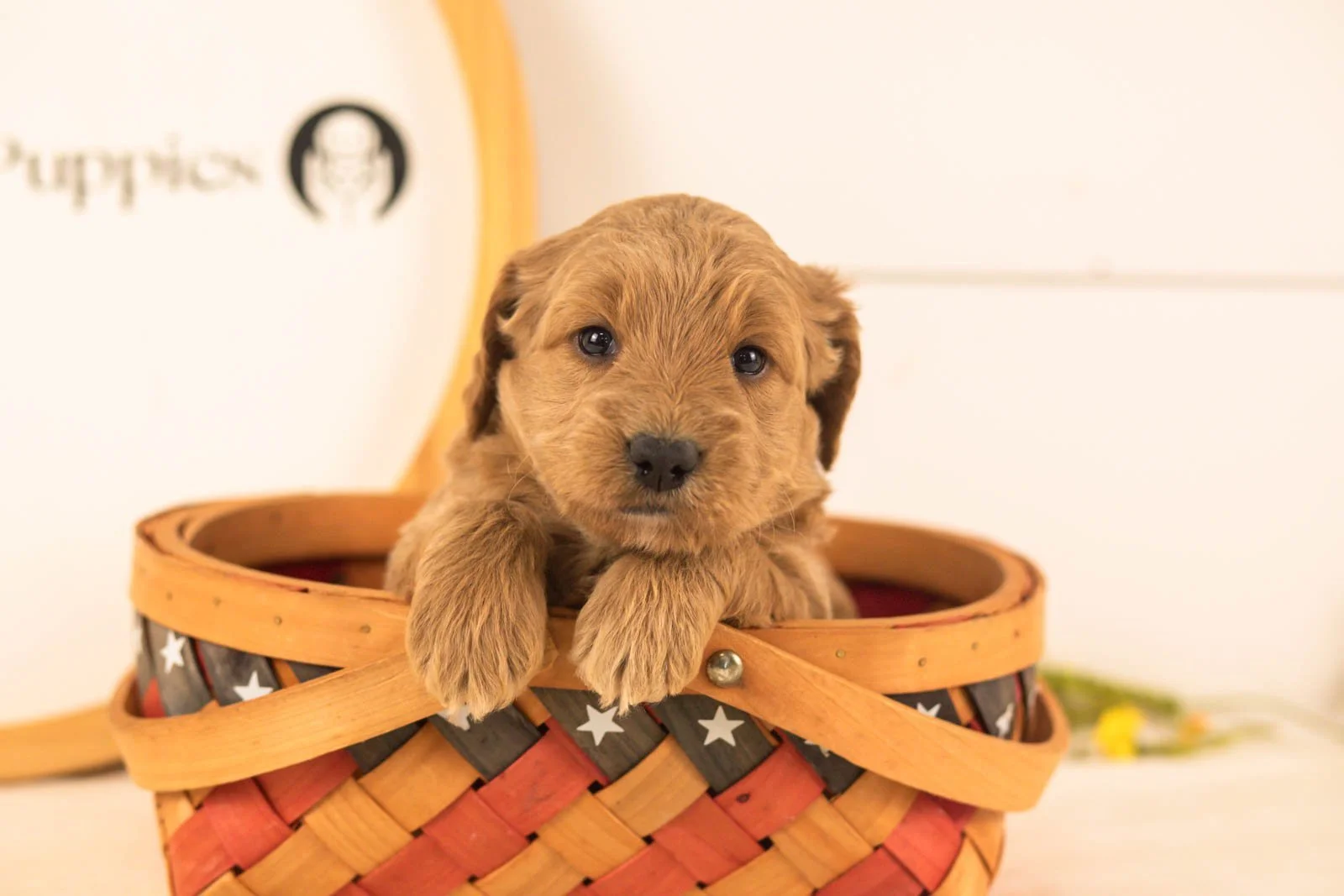 Owen goldendoodle for sale(1).jpg
