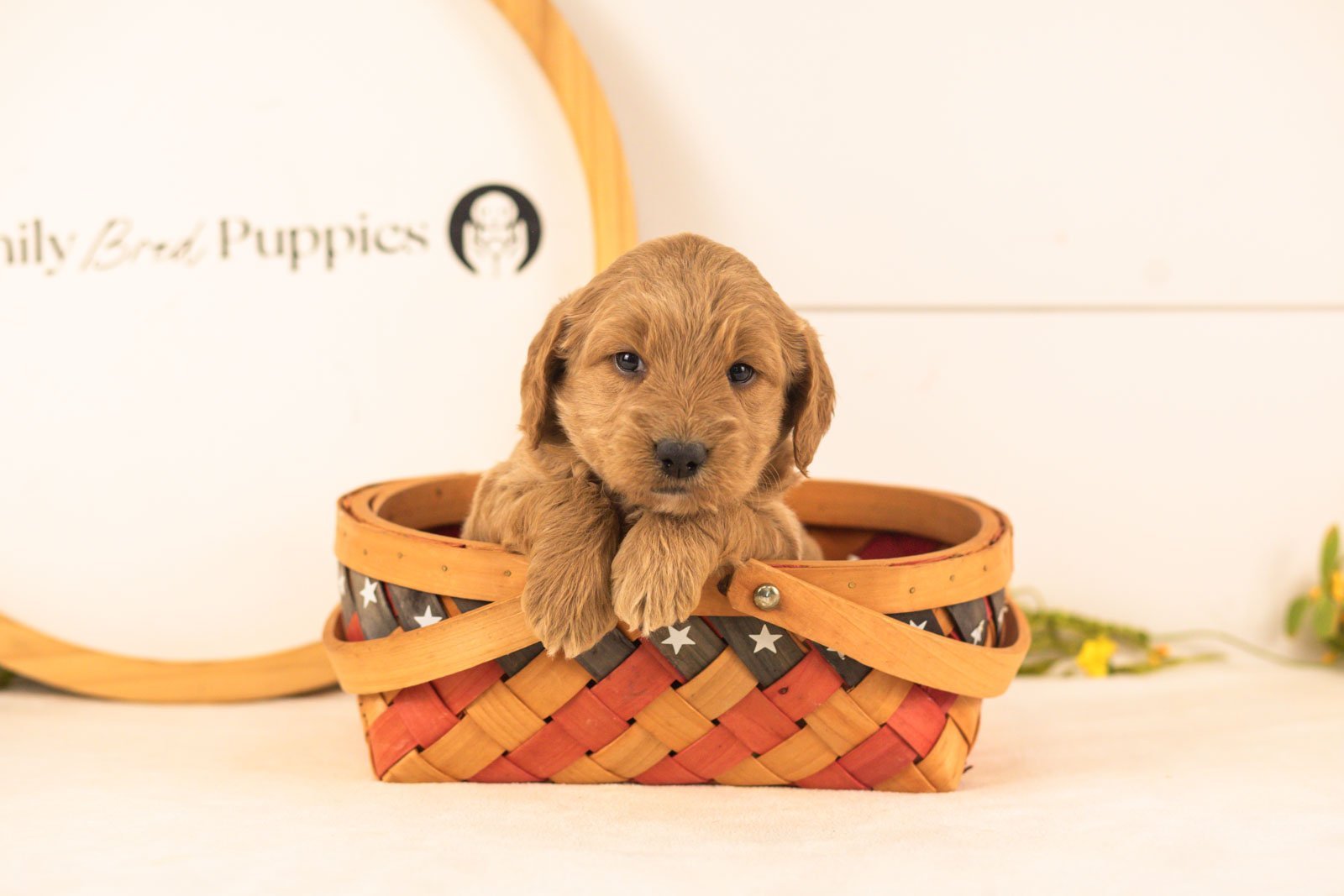 Owen goldendoodle for sale(3).jpg